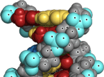 DNA